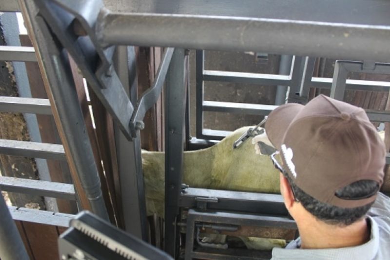 Adeal abre campanha de vacinação contra a febre aftosa dia 1º de maio