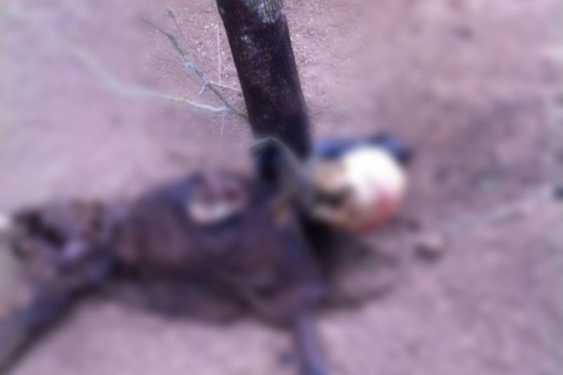 Populares encontram ossada humana amarrada em estaca na zona rural de Maravilha