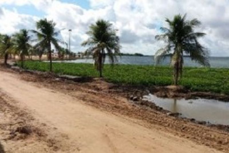 Baronesas retornam para a Prainha e Prefeitura continua trabalho para retirada das plantas