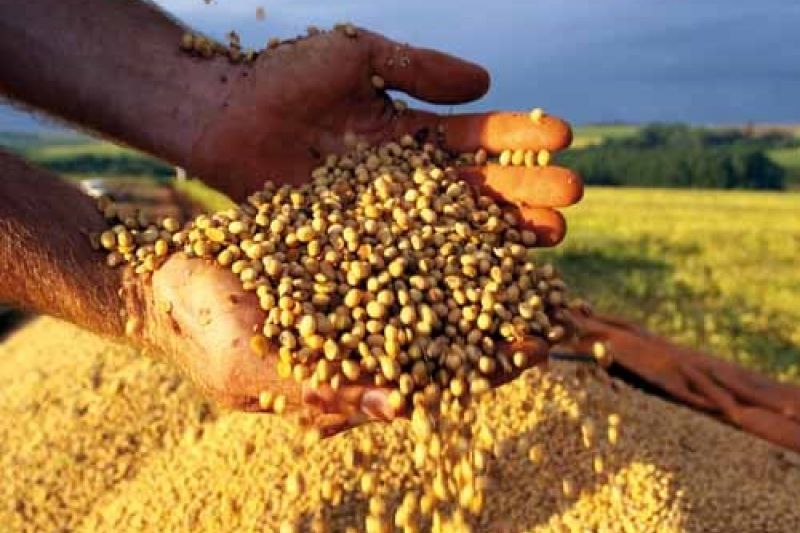 O drama dos agricultores atingidos por quebras de produção no País das supersafras