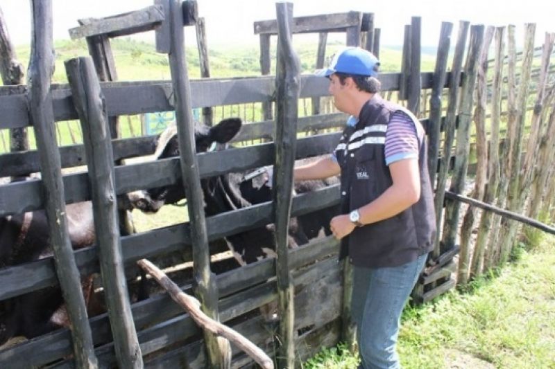 Prazo para vacinação do rebanho contra febre aftosa encerra nesta quinta (31)