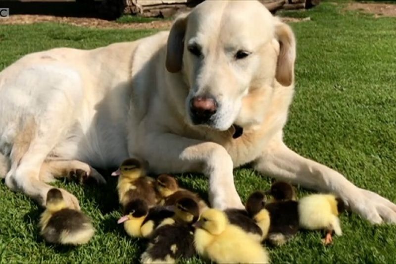 Cachorro adota filhotes de pato abandonados na Inglaterra