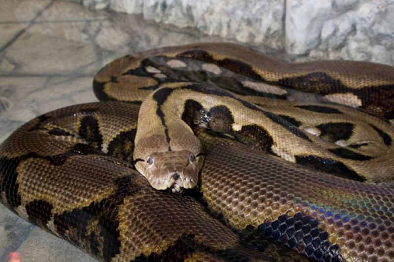 Cobra píton gigante mata e engole mulher na Indonésia