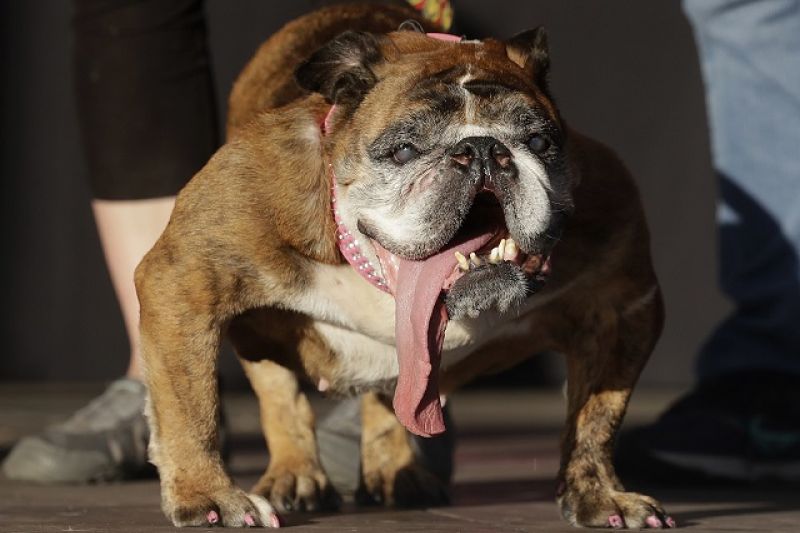 Bulldog inglês de língua pendurada é eleito o cão mais feio do mundo em concurso nos EUA