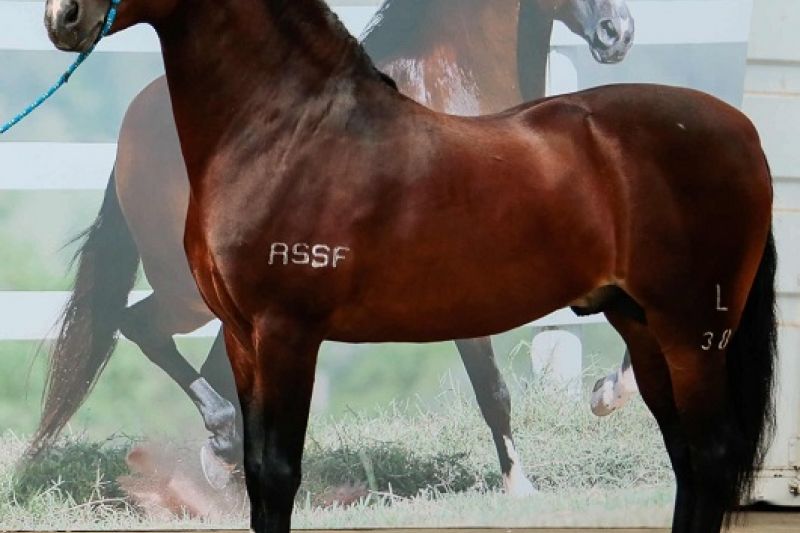 Cavalo que vale mais que uma Ferrari é destaque em exposição de Belo Horizonte