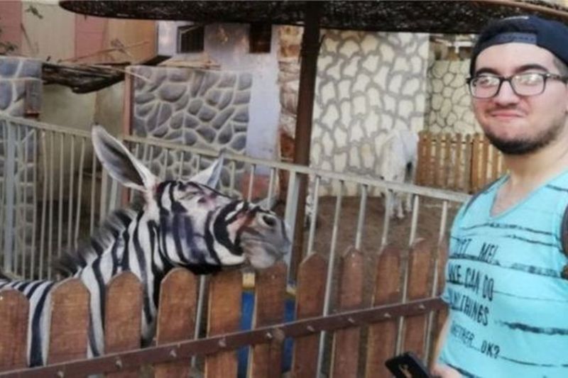 Zoológico é acusado de pintar burro para parecer zebra