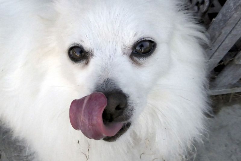 Homem tem pernas e mãos amputadas após contrair bactéria de saliva de cachorro