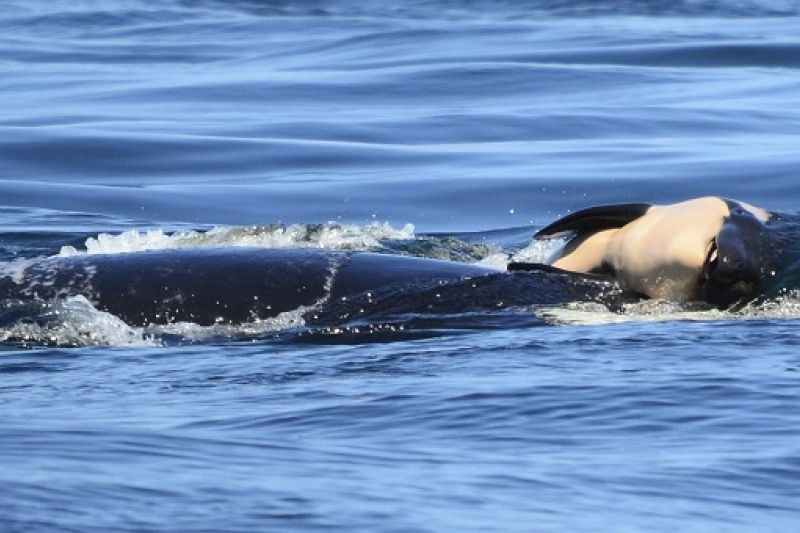 Baleia Orca deixa corpo de filhote morto após 17 dias carregando animal