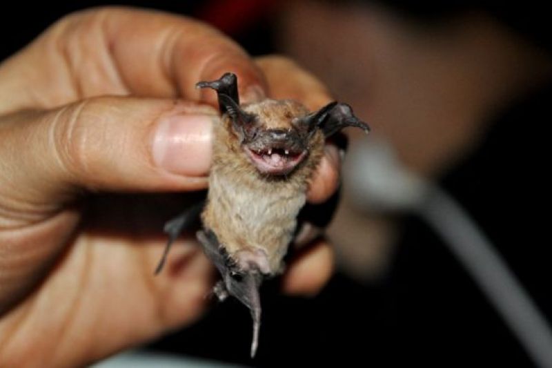Pesquisadores brasileiros criam 'biblioteca' de ultrassons de morcegos com 65 espécies