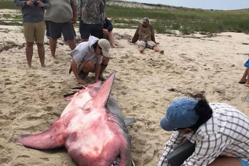 Tubarão-branco é encontrado morto com tonalidade avermelhada e pesos de chumbo no corpo