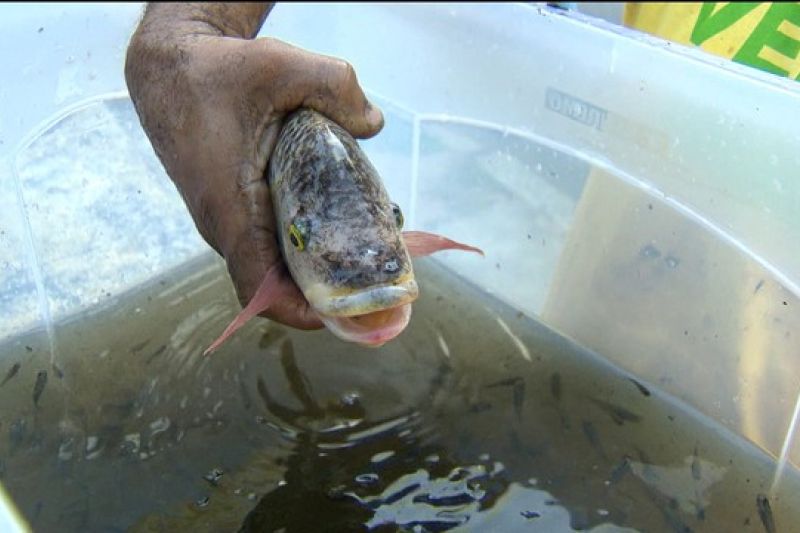 Peixes foram resgatados vivos de dentro do Museu Nacional, que pegou fogo