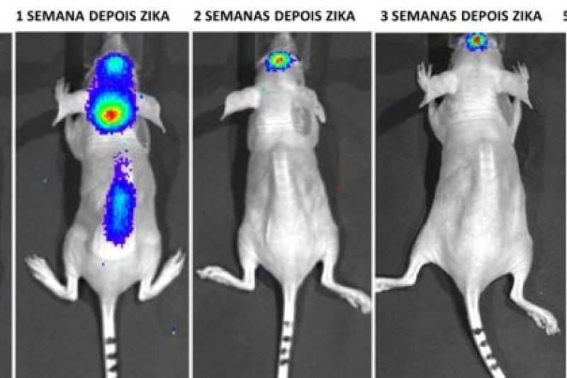 Vírus da Zika pode dar origem a tratamento para tumores de cérebro, apontam estudos da USP
