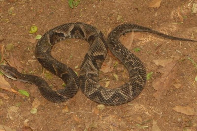A explicação por trás da descoberta de jararacas gigantes em parque de São Paulo