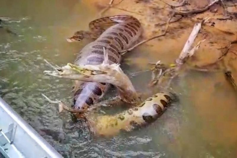 Com cerca de 5 metros, sucuri de barriga cheia surpreende pescadores no Mato Grosso do Sul