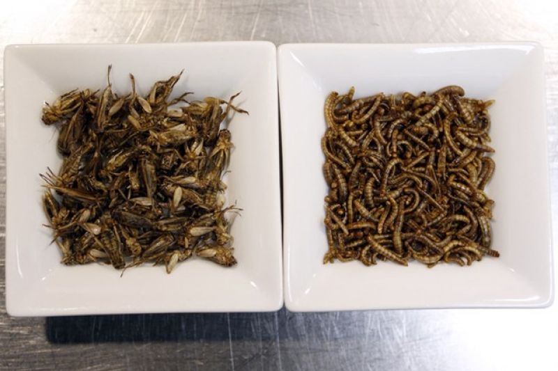 Farinha de grilo e barrinhas de besouros: brasileiros apostam em insetos como alimento