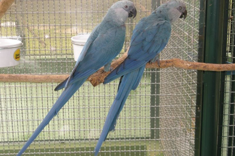 Com possível extinção na natureza, ajuda para preservação da ararinha-azul vem do exterior