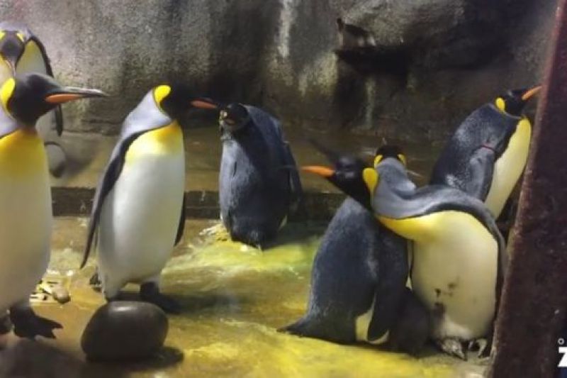 Casal gay de pinguins tenta adotar filhote abandonado pelos pais em zoológico da Dinamarca