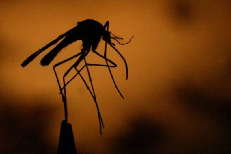 O que é a febre do Nilo Ocidental, doença que já matou mais de 100 na Europa neste ano