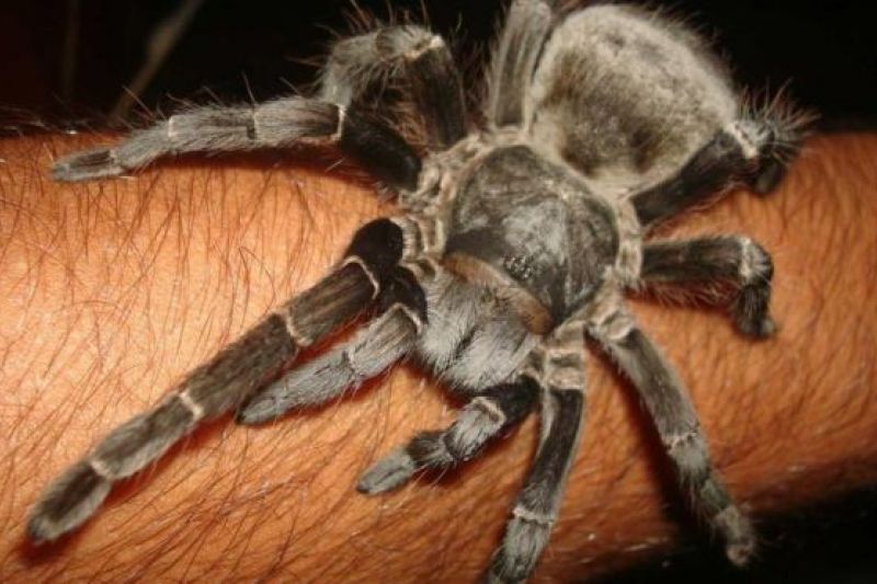 Pesquisadores brasileiros desenvolvem analgésico a partir de substância extraída de aranha