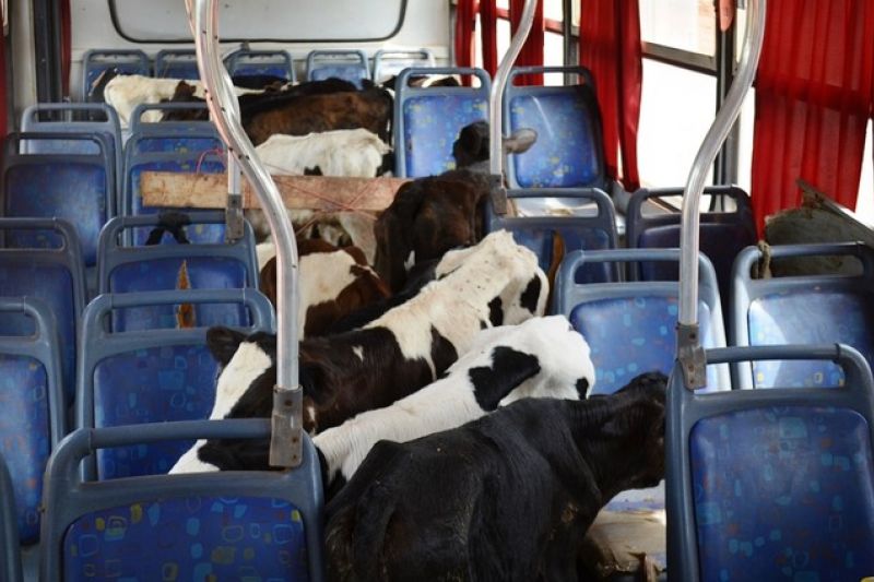 Motorista é autuado ao transportar cerca de 40 bezerros em ônibus escolar