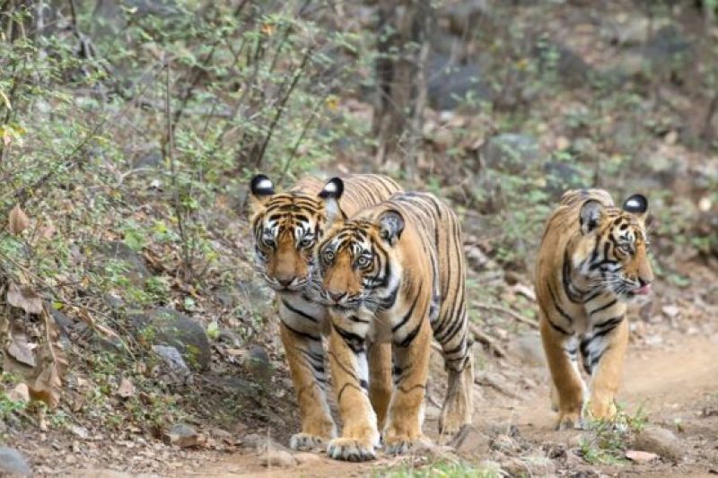 O dilema da Índia sobre o que fazer com tigres que devoram pessoas