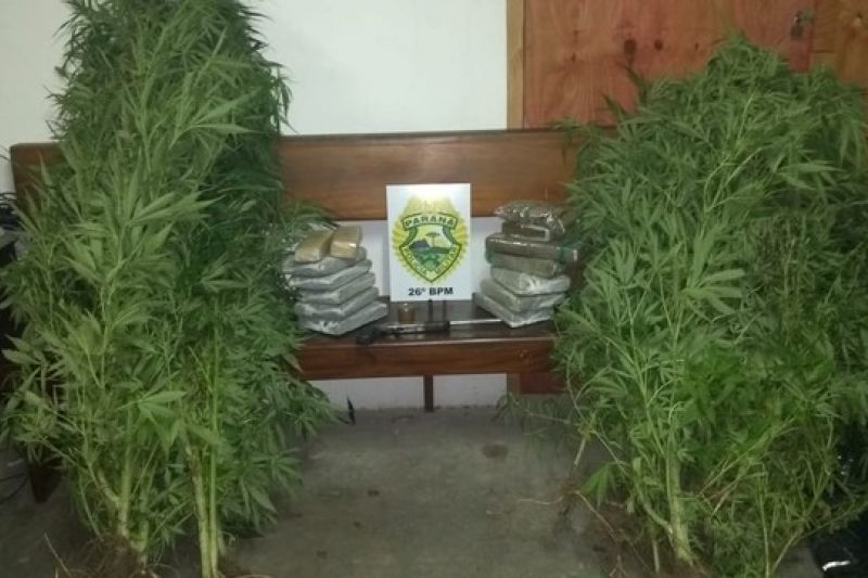 PM é chamada para atender a caso de agressão e acha plantação de maconha na casa da vítima