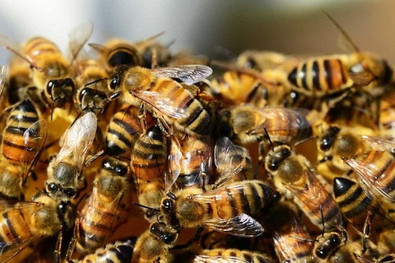 Ataque de abelhas durante missa leva 54 pessoas a hospitais em MG