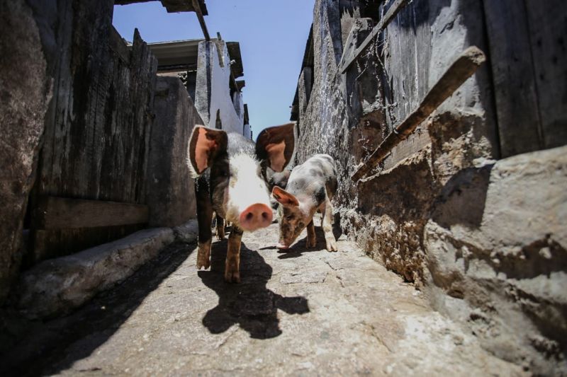 FPI notifica secretaria e interdita pocilga comunitária em Pão de Açúcar