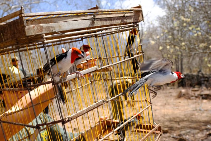 Cerca de 140 animais silvestres são devolvidos à natureza em Santana do Ipanema pela FPI
