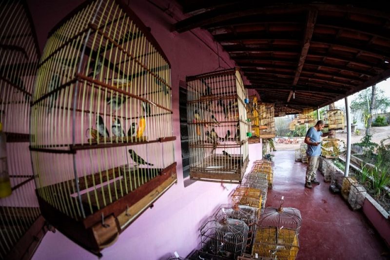 FPI resgata mais de mil animais silvestres em uma semana no Sertão de Alagoas