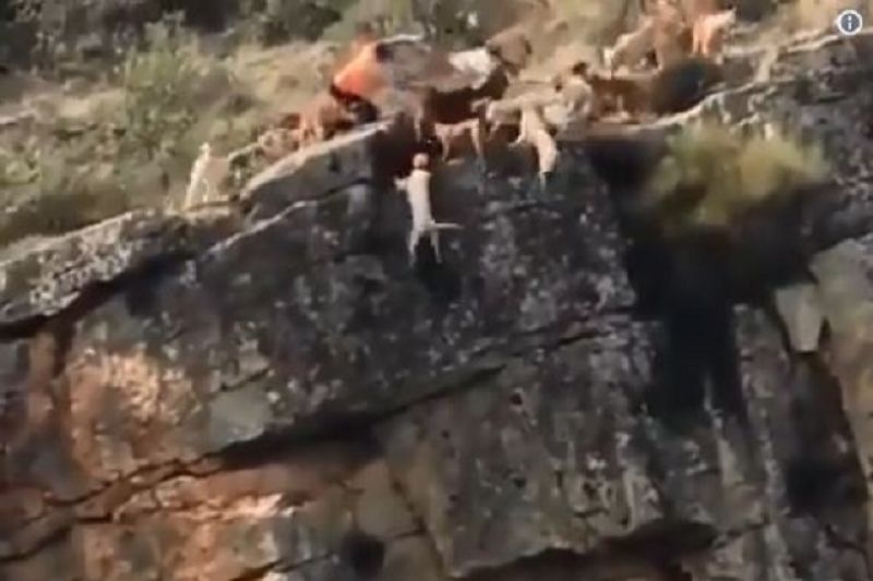 Um veado e 12 cães caem de precipício durante caça na Espanha; veja vídeo