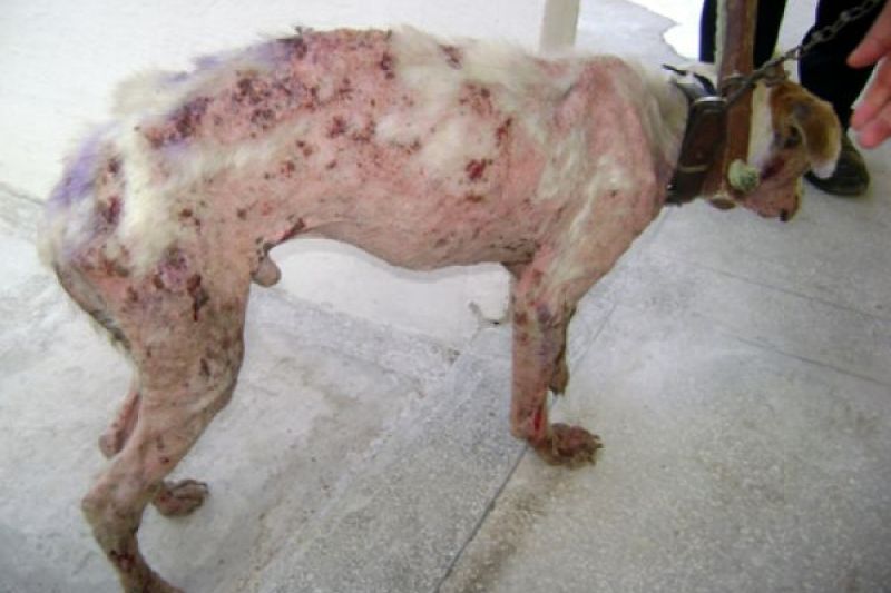 Promotoria de Santana do Ipanema celebra TAC para erradicar a Leishmaniose no município