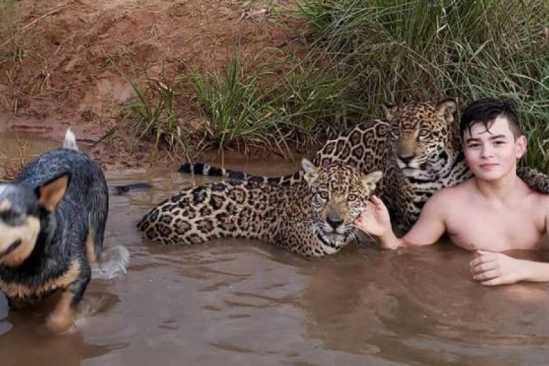 Por que um casal brasileiro deixa seu filho brincar com onças-pintadas