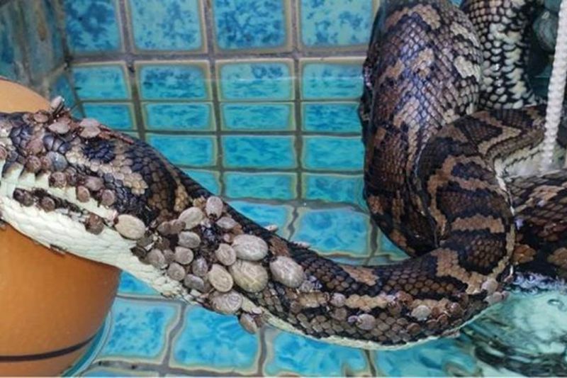 Caçadores resgatam cobra coberta por mais de 500 carrapatos na Austrália
