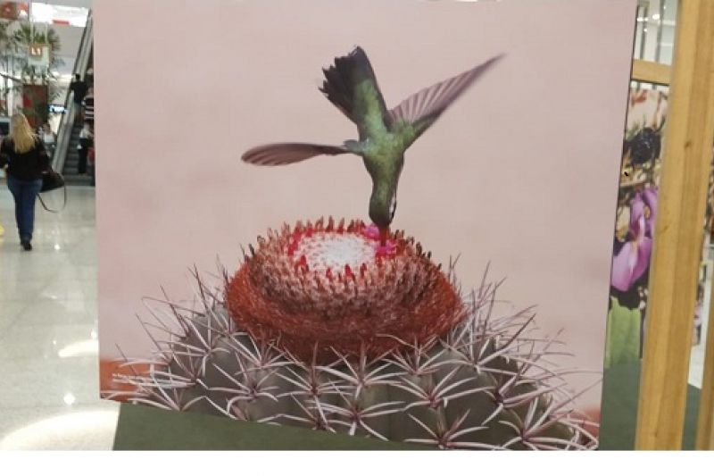 Paisagens com flora do Sertão encantam exposição de concurso de fotografia ambiental