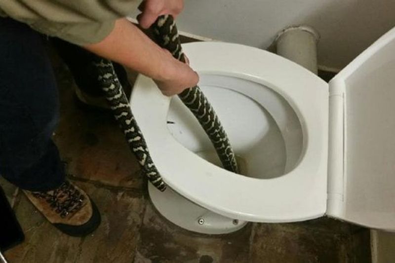 Mulher é picada por cobra ao usar vaso sanitário na Austrália