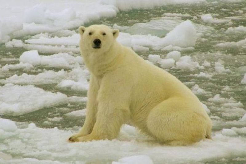 Arquipélago russo entra em estado de emergência após invasão de ursos polares famintos