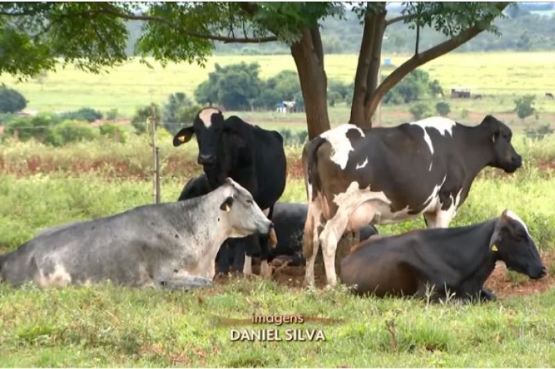 Produtores comemoram alta do preço do leite e aumento de imposto de importação