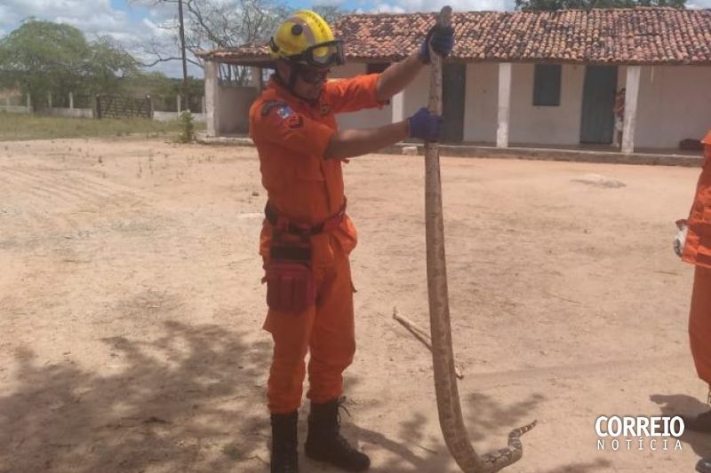 Bombeiros são acionados para capturar cobra de mais de 2 metros em Olho D’água das Flores
