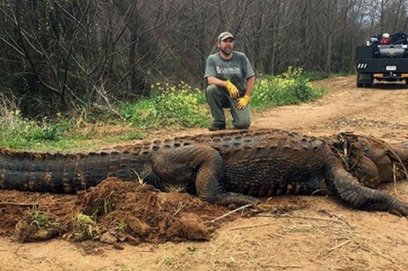 Com mais de 4 metros, jacaré capturado é tão grande que muitas pessoas acreditam ser fake