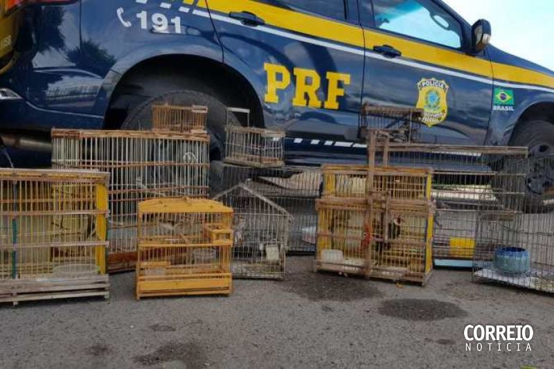 Mulher é detida após ser encontrada com pássaros silvestres na BR-110 em Paulo Afonso