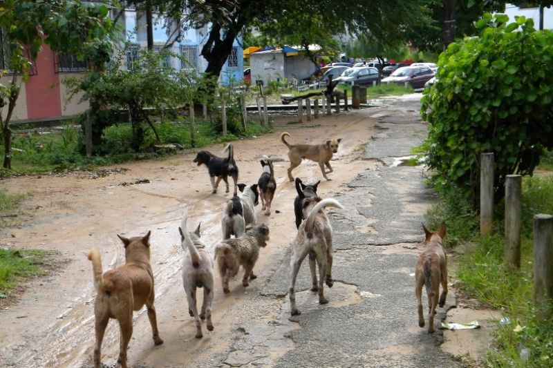 MP recomenda que prefeitura de Pão de Açúcar faça controle populacional de cães e gatos