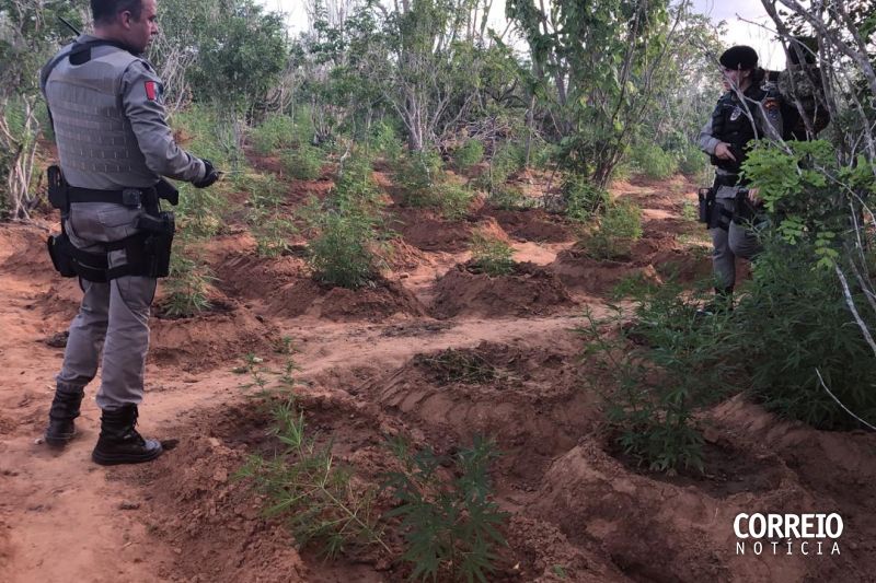 Policiais trocam tiros com traficantes e apreendem 2 toneladas de maconha em Mata Grande