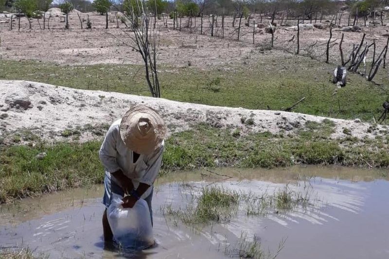 Água Branca: Secretaria de Agricultura distribui 10 mil alevinos para pequenos produtores