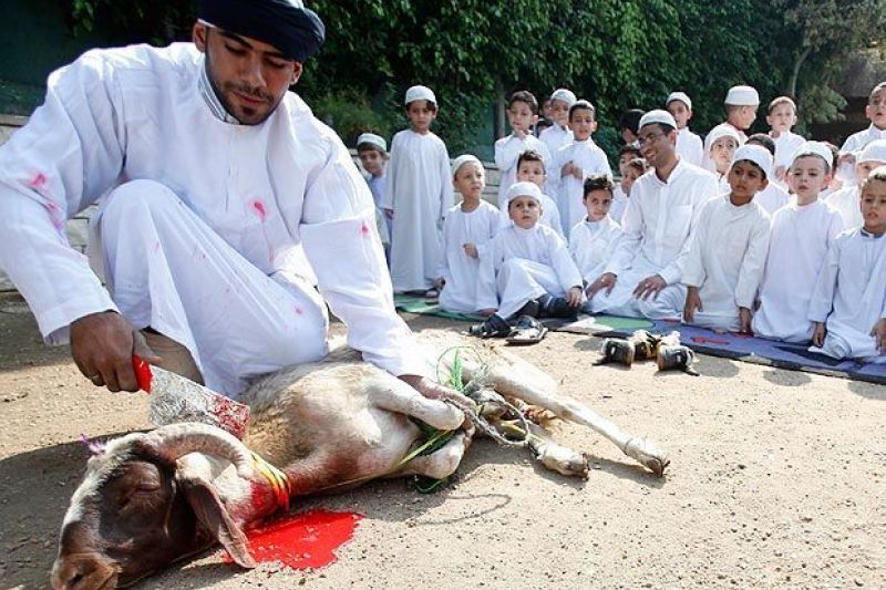 STF decide que sacrifício de animais em cultos religiosos é constitucional
