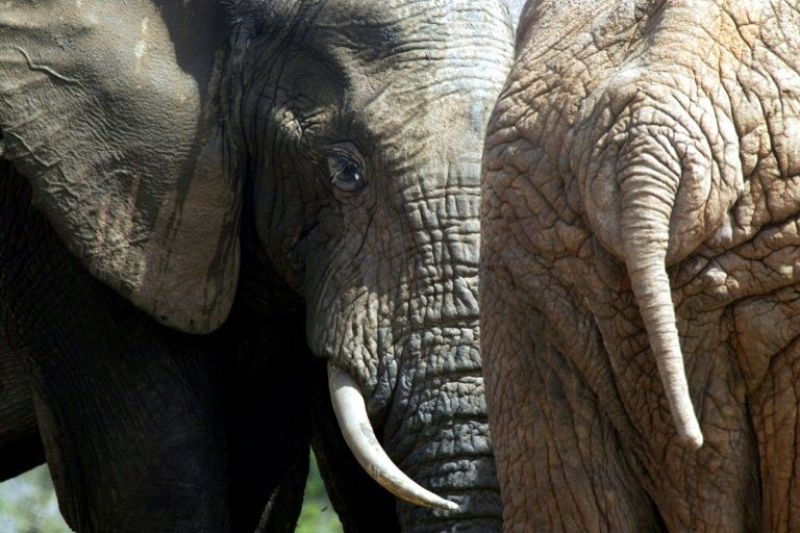 Caçador ilegal morre pisoteado por elefante e é devorado por leões na África do Sul