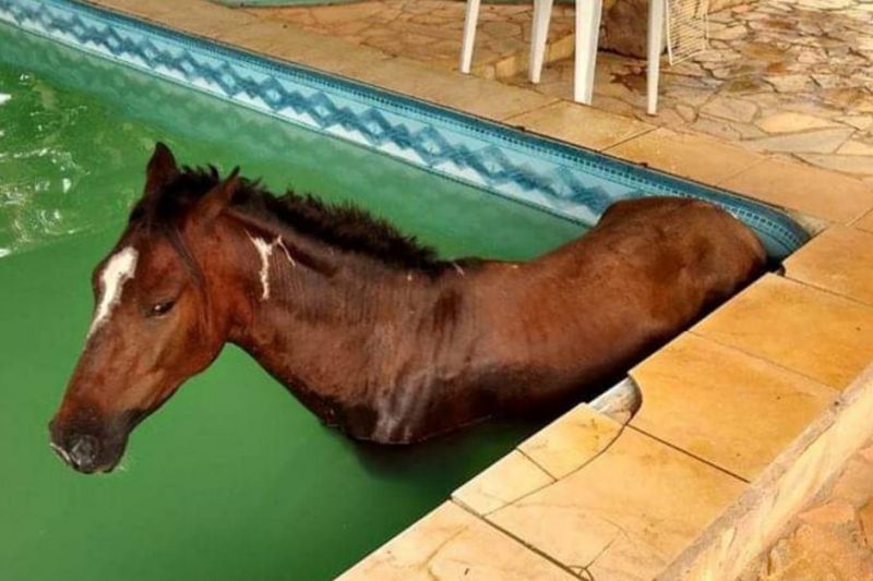 Bombeiros resgatam cavalo de dentro de piscina em Caldas Novas