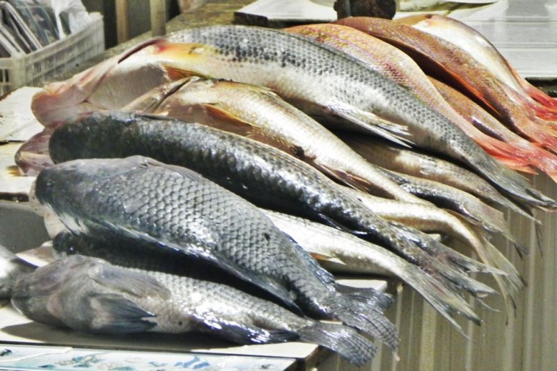 Distribuição de peixes vai beneficiar mais de 2 mil familiares carentes de Delmiro Gouveia