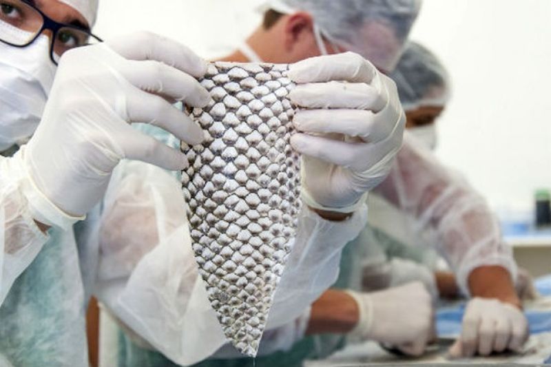 Cirurgia inédita usa pele de tilápia na reconstrução vaginal de mulher trans na Unicamp