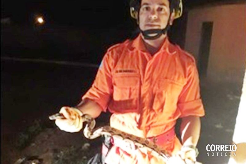 Cobra encontrada em lanchonete na rodoviária de Santana é capturada pelos Bombeiros